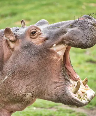 Erkunde den einzigartigen Isimangaliso Nationalpark